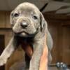 Beautiful Cane Corso Puppies