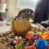 Green Cheek Conure For Sale,  1 Year Old