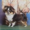 AKC SPAYED FEMALE CHIHUAHUA  8 yrs Old