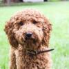 Proven Red Moyen Poodle Stud / ACK / CKC / OFA / Genetic Testing / Pedigree all available / Illinois