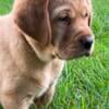 Fox red lab puppy