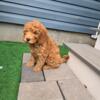 Miniature Poodle for sale