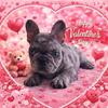 Happy Valentine's Day with Gorgeous Frenchie Pups!