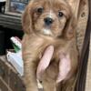 Beaglier/Cavalier male puppies