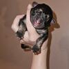 German shepherd puppies