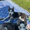 Rehoming Siberian Husky Sister Pair