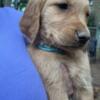 Adorable Golden Retrievers CKC registered for sale