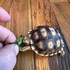 Baby Sulcata tortoises
