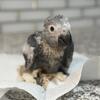 Baby african grey