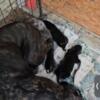 10 cane corso pups soon to be ready