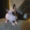 Male Sphynx kitten available to new home now