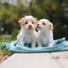 Beautiful Maltipoo Puppies for sale (Maltese/Poodle)