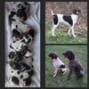 Akc registered German Shorthaired Pointers