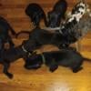 Great Dane puppies ready to go