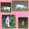 CKC Jack Russell Terrier Pups