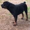 Adult German Rottweiler 