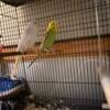 4 budgies cages and all of there accessories