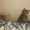 British Shorthair kittens