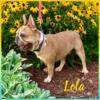 Akc French bulldog 