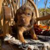 Bloodhound Puppies