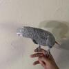 Female African grey