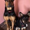 German shepherd and Doberman male