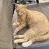 Free cat