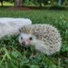 Bonded Pair of Hedgehogs