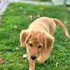 Cute Golden Retriever Puppy Available!