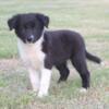 Border Collie puppies! Ready!