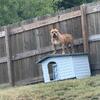 XL American bully stud available