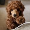 9 weeks old Female toy poodle. Ready to go home.