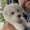 Purebred Perfect Bichon Frise Boy Puppy with Papers