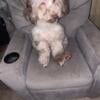 Female mini poodle 1 yr old for rehoming