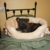 Cairn Terrier Puppies available in West Virginia DOB 4 4 24 Ready Now