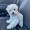 Male AKC Maltese Stud Service