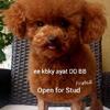 Poodle Studs Akc