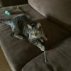 Tabby cat female 1 year