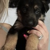 German Shepherd Puppies