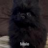 Teddy bear Pomeranian puppies