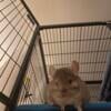 Sweet young chinchilla looking for a loving home