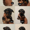 Yorkies for sale