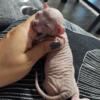 Sphynx kittens 