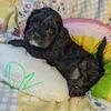 Beautiful Cockapoo Boy! 