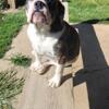 Bulldog female 5 months 500