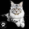 Maine Coon Kittens Purebred Large Males and Females