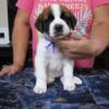 AKC FULL REG SAINT BERNARD PUPPIES!