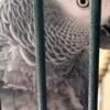 African grey