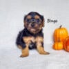 Bingo CKC Yorkipoo Hess Pooches LLC