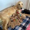 Purebred Golden Retriever Puppies Available